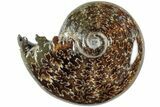 Polished Agatized Ammonite (Phylloceras?) Fossil - Madagascar #236627-1